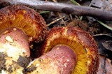 Tricholomopsis ornaticeps image