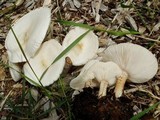 Melanoleuca verrucipes image