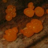 Dacrymyces stillatus image