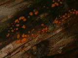 Dacrymyces stillatus image