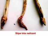 Coprinus levisticolens image