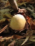 Amanita velatipes image