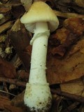 Amanita velatipes image