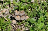 Parasola auricoma image