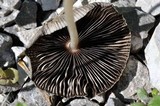 Parasola auricoma image