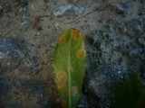 Puccinia variabilis image