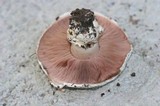 Agaricus bitorquis image