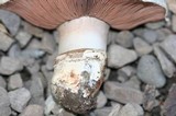 Agaricus bitorquis image