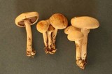Agrocybe dura image