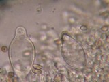 Agrocybe dura image