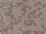 Agrocybe dura image