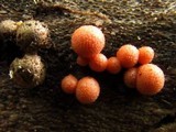 Lycogala epidendrum image