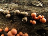 Lycogala epidendrum image