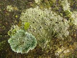 Tephromela atra var. atra image