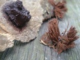 Stemonitis splendens image