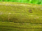 Caloplaca citrina image