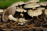 Stropharia kauffmanii image