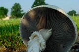 Stropharia kauffmanii image