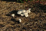 Stropharia kauffmanii image