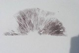 Stropharia kauffmanii image