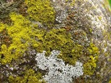 Candelariella vitellina image