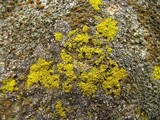 Candelariella vitellina image