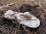 Tricholoma vernaticum image