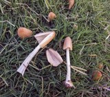 Conocybe apala image