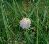 Parasola plicatilis image