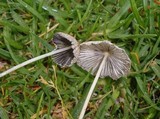 Parasola plicatilis image