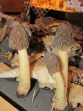 Verpa bohemica image