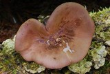 Panus conchatus image