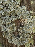Hypotrachyna afrorevoluta image