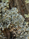 Hypotrachyna afrorevoluta image