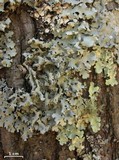 Hypotrachyna afrorevoluta image