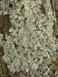 Hypotrachyna afrorevoluta image