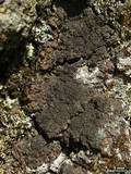 Parmeliella appalachensis image