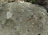 Myelochroa obsessa image