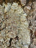 Lobaria quercizans image