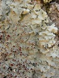 Lobaria quercizans image