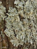 Hypotrachyna afrorevoluta image