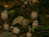 Coprinopsis acuminata image