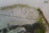 Aspicilia laevata image