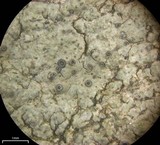 Aspicilia laevata image