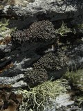 Cladonia stipitata image