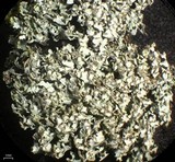 Cladonia stipitata image