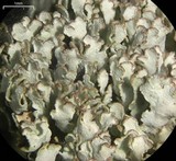 Cladonia stipitata image