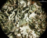 Cladonia stipitata image