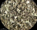 Cladonia stipitata image