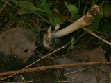 Coprinopsis acuminata image